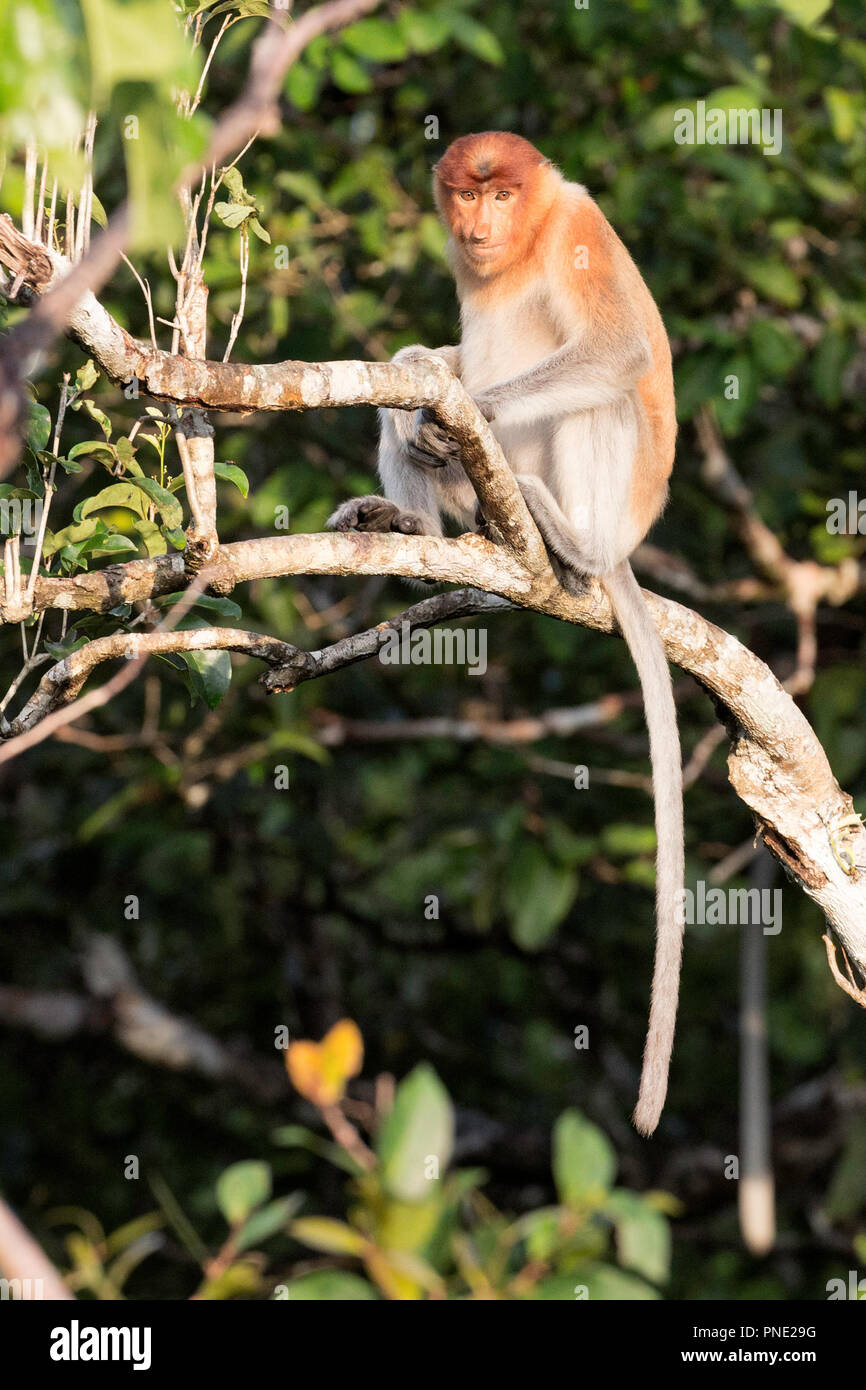 Giovani proboscide scimmia, Nasalis larvatus, Tanjung messa National Park, Borneo, Indonesia. Foto Stock