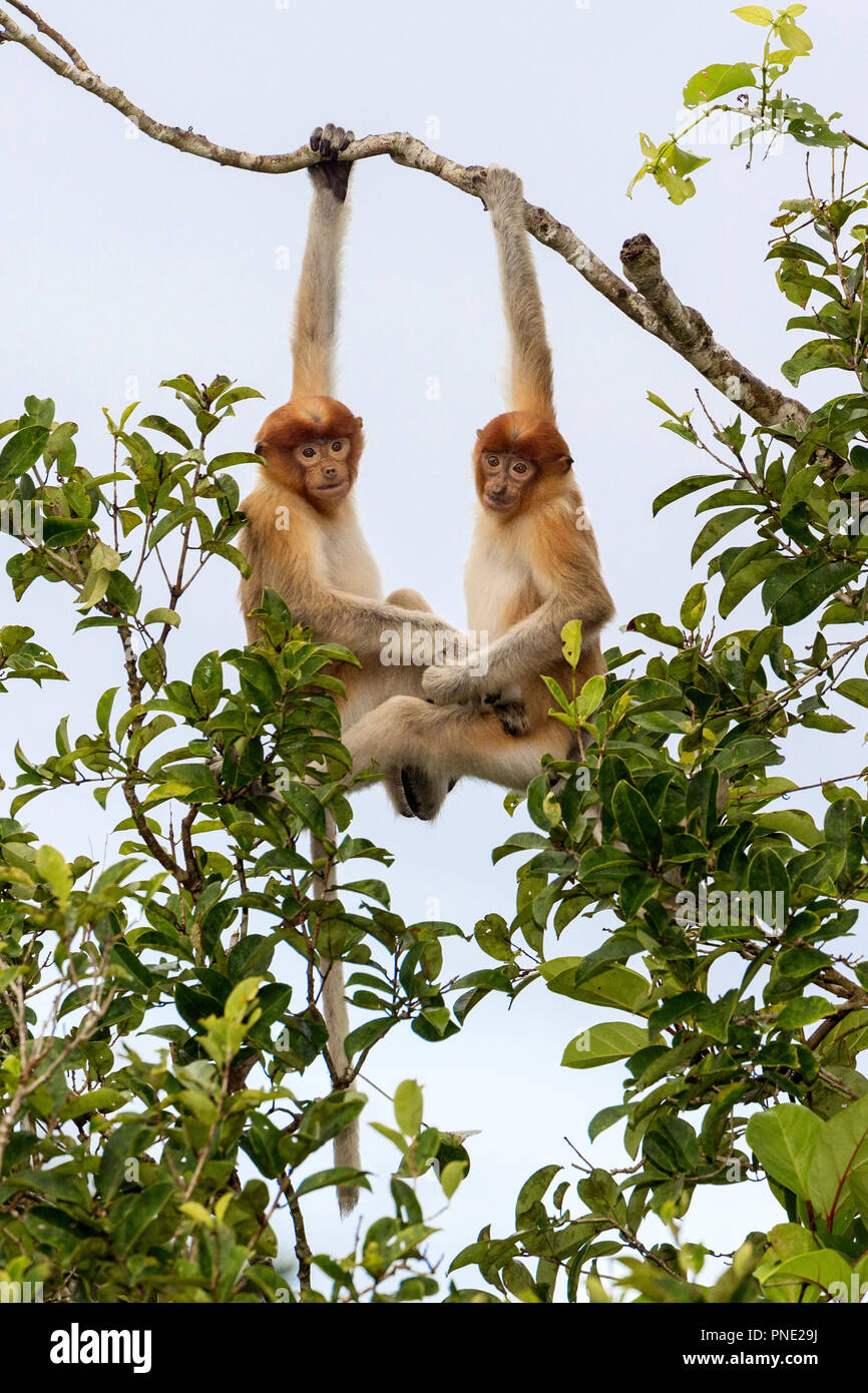 Giovani scimmie proboscide, Nasalis larvatus, Tanjung messa National Park, Borneo, Indonesia. Foto Stock