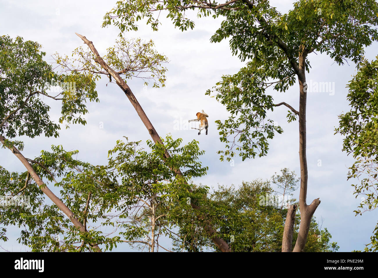 Proboscide scimmie, Nasalis larvatus, saltando tra alberi, Borneo, Indonesia. Foto Stock
