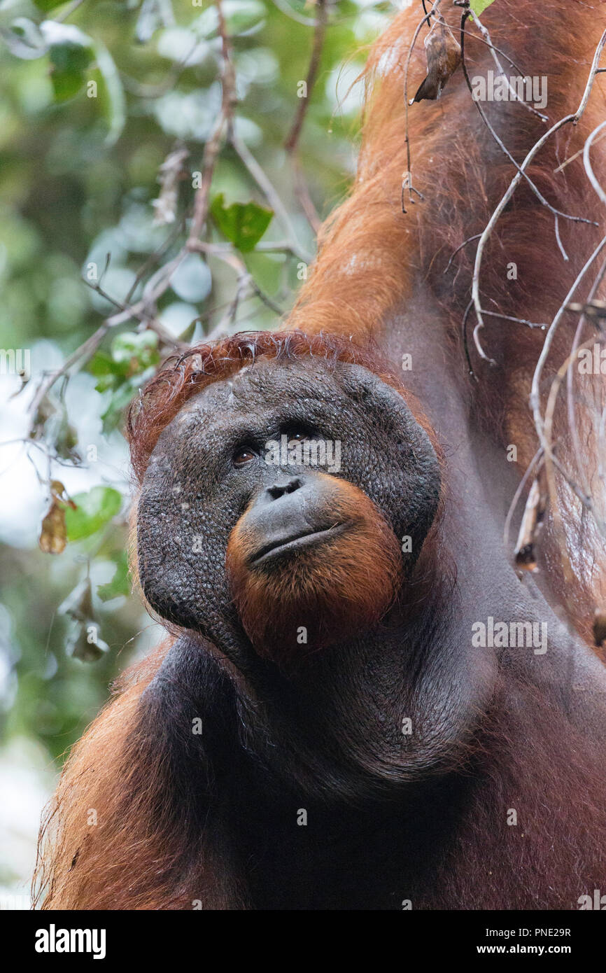 Maschio adulto Bornean orangutan, pongo pygmaeus, Tanjung Harapan, Borneo, Indonesia. Foto Stock
