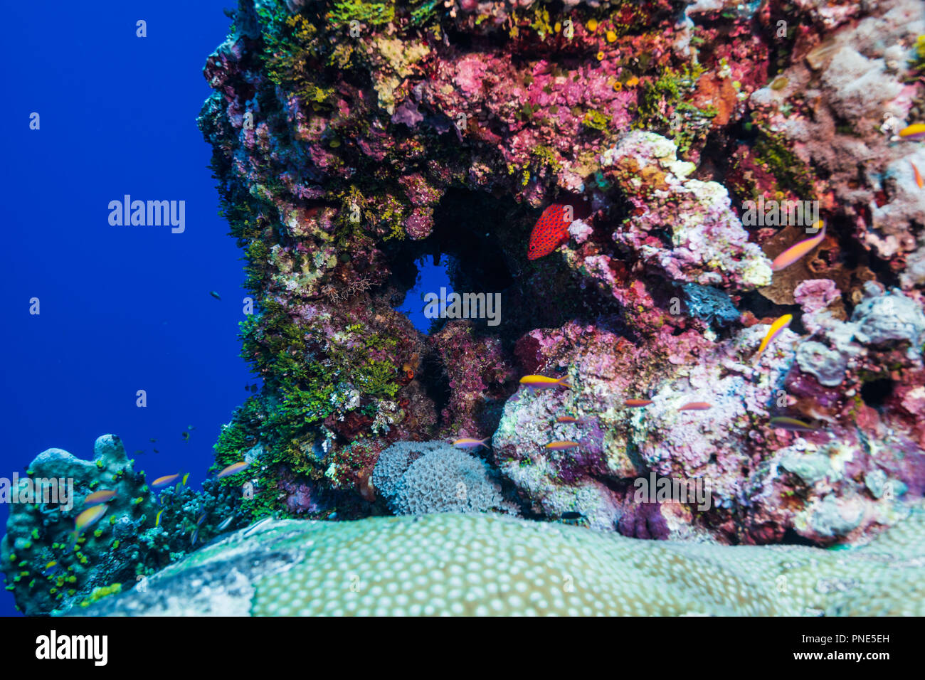 Scena sulla barriera corallina. Isola di Yap Gli Stati Federati di Micronesia Foto Stock