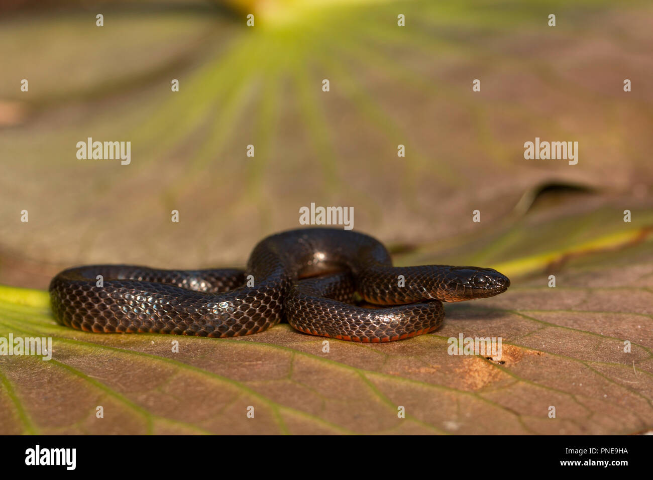 Nella Florida meridionale swamp snake - Liodytes pygaea Foto Stock