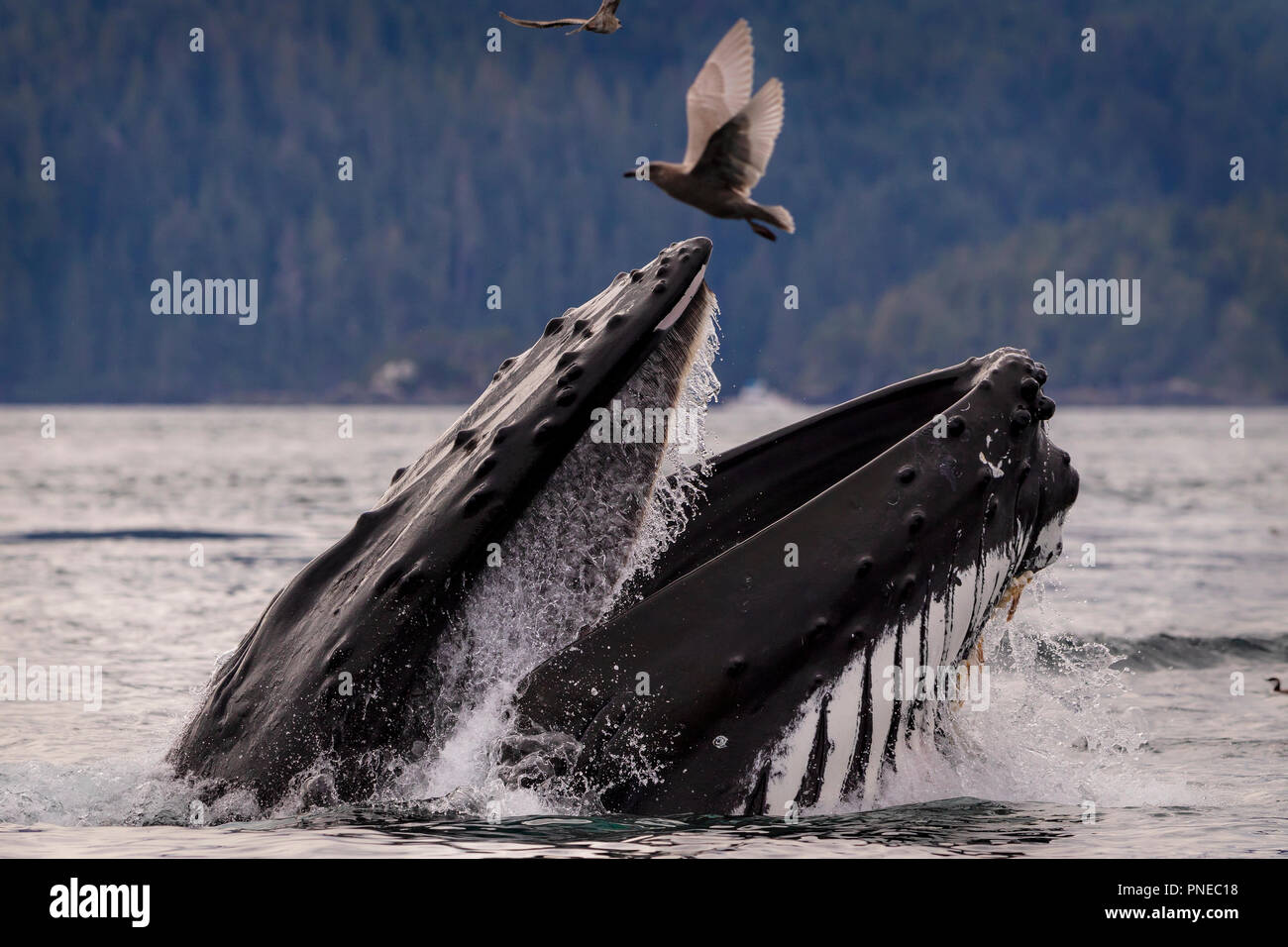 Humpback Whale affondo con alimentazione su una tranquilla giornata di caduta nell'arcipelago di Broughton, grande orso nella foresta pluviale, Prime Nazioni Territorio, British Columbia, Canada Foto Stock