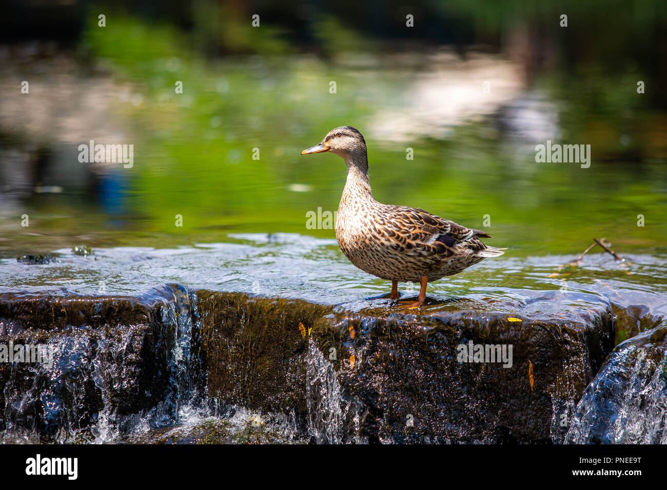 Carino anatra sul bordo di un fiume caduta al giorno Foto Stock