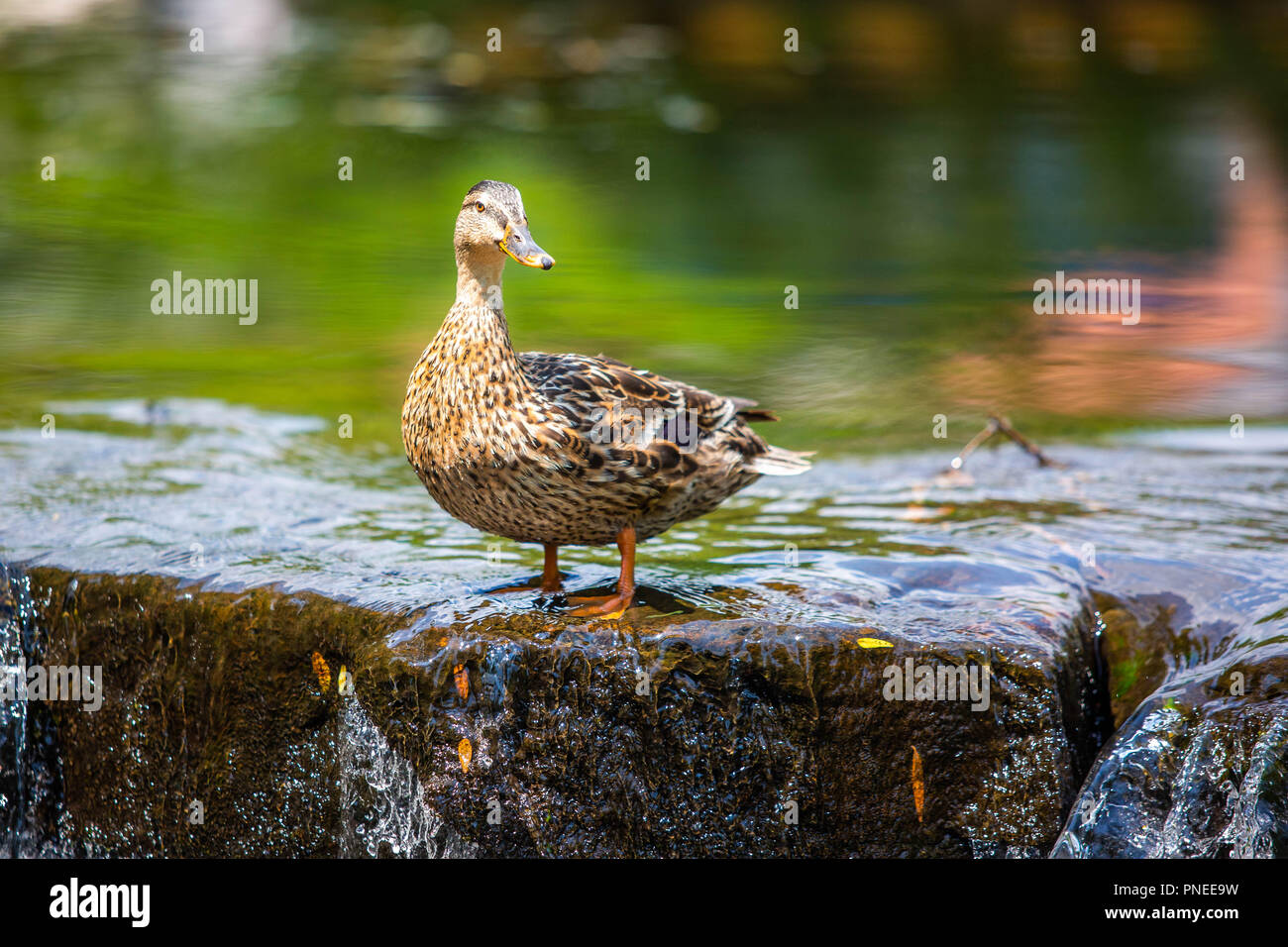 Carino anatra sul bordo di un fiume caduta al giorno Foto Stock
