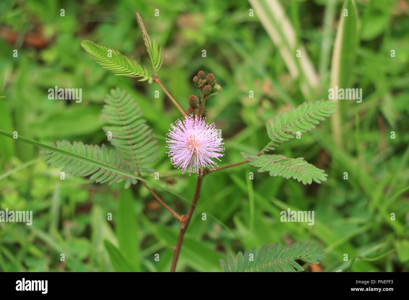 Impianto sensibili Close up o mimosa pudica pianta bella . Foto Stock