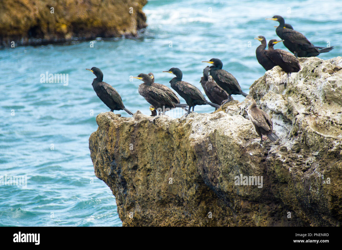 Marangone dal ciuffo o il marangone dal ciuffo, Phalacrocorax aristotelis NEL MAR NERO Foto Stock