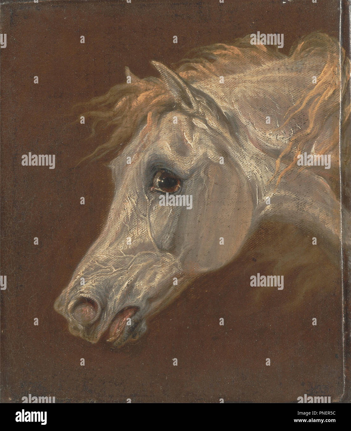 Testa di un grigio Arabian Horse. Data/Periodo: 1820s. La pittura. Olio su tela su pannello. Altezza: 203 mm (7,99 in); larghezza: 171 mm (6,73 in). Autore: Martin Theodore Ward. Foto Stock