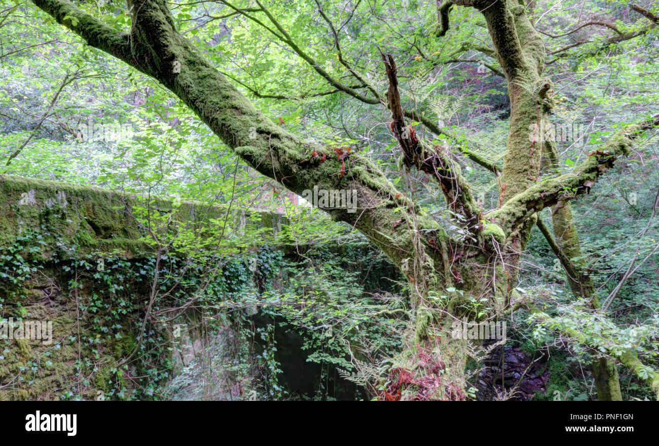 I rami di un grande albero accanto a una coperta di muschio vecchio abbandonato il ponte di pietra nella lussureggiante Fragas spessa del Eume foresta, accanto al fiume Eume, Spagna Foto Stock