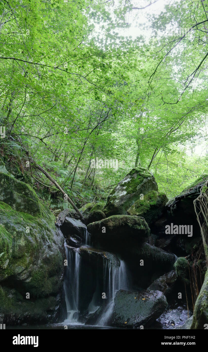 Un muschio coperto cascata rocciosa e alcuni alberi nella lussureggiante di spessore del Fragas Eume foresta, insieme con treccia con radici nelle rocce, Spagna Foto Stock