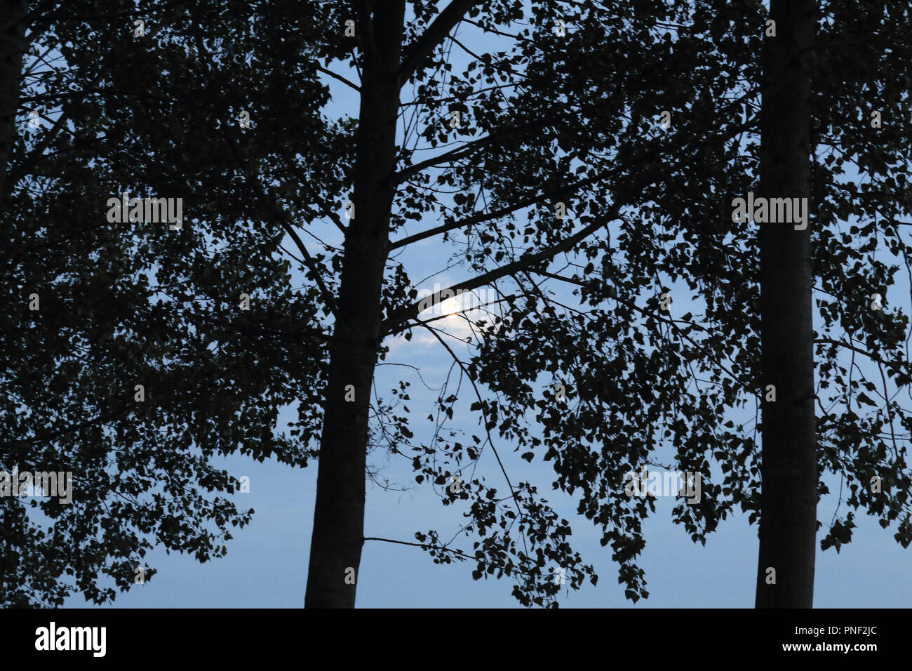 La luna di notte tra le nuvole blu con alberi di pioppo in luce posteriore durante una notte di autunno Foto Stock