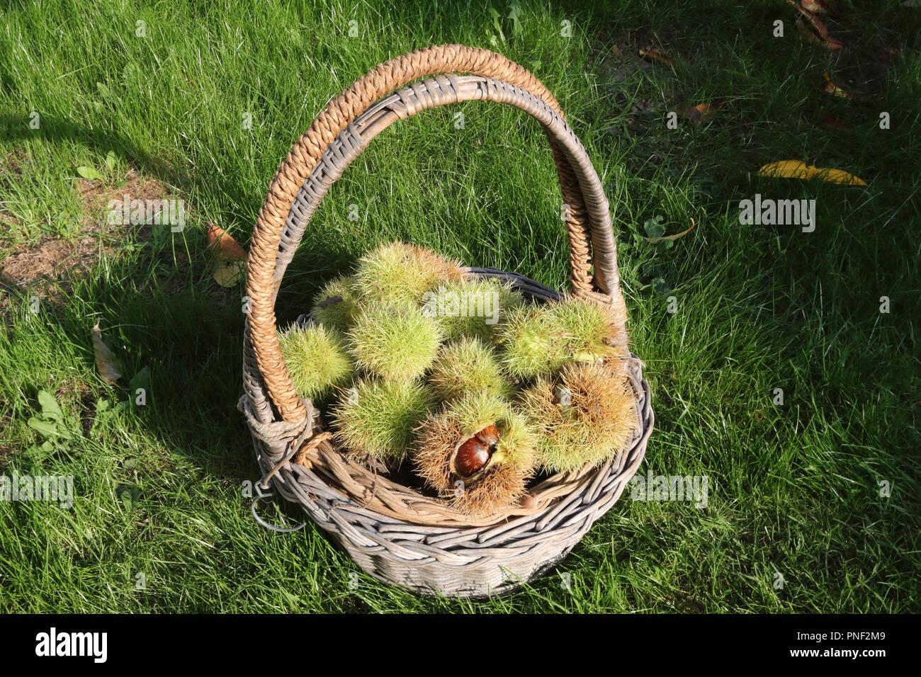 Un cestello in erba verde pieno di spagnolo castagne e marroni (Castanea sativa) verde e marrone di bave, alla luce del sole. Alcuni sono chiusi e altri sono l'apertura Foto Stock