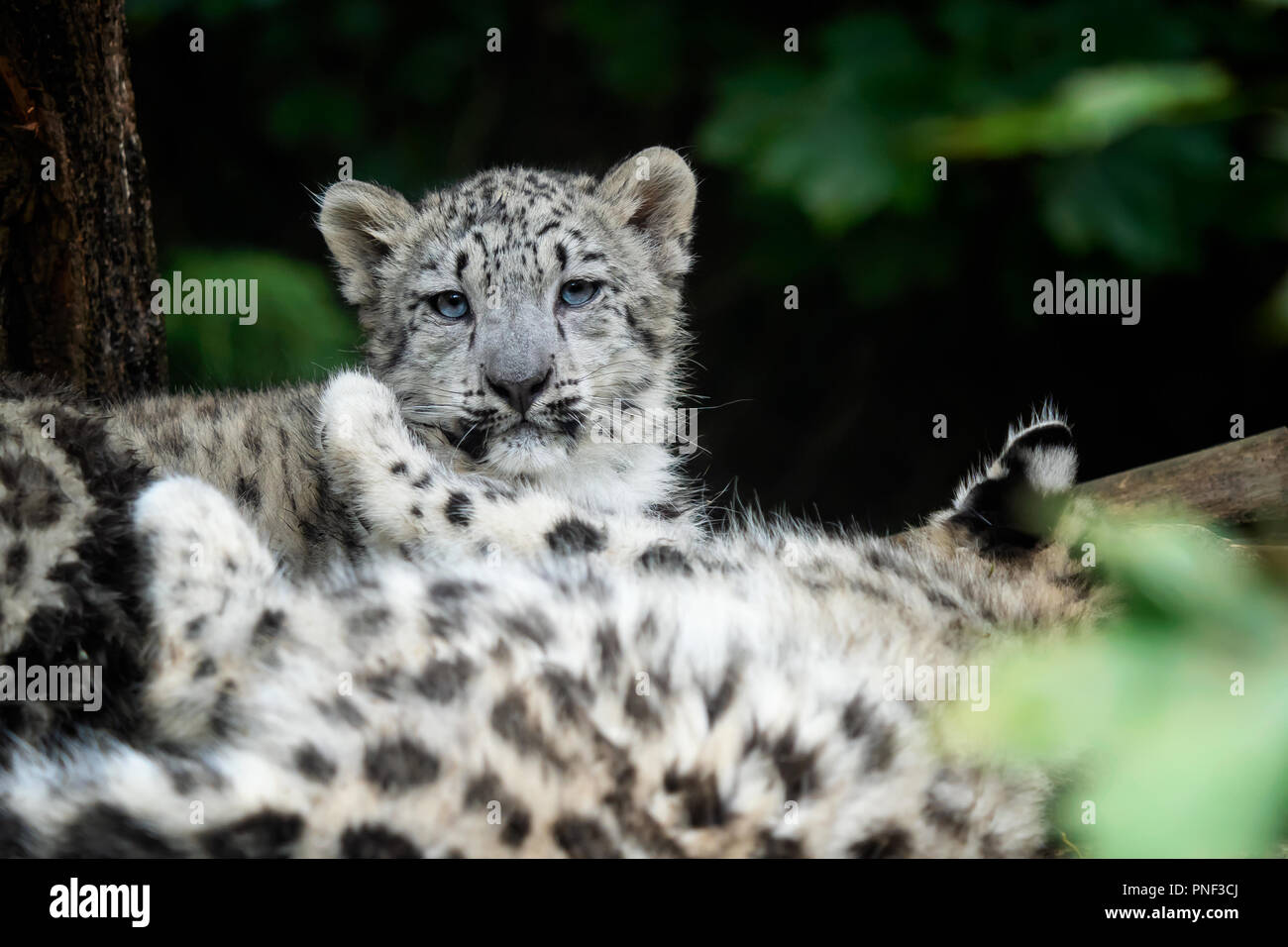 Snow Leopard cub (Panthera uncia). I giovani di snow leopard. Foto Stock