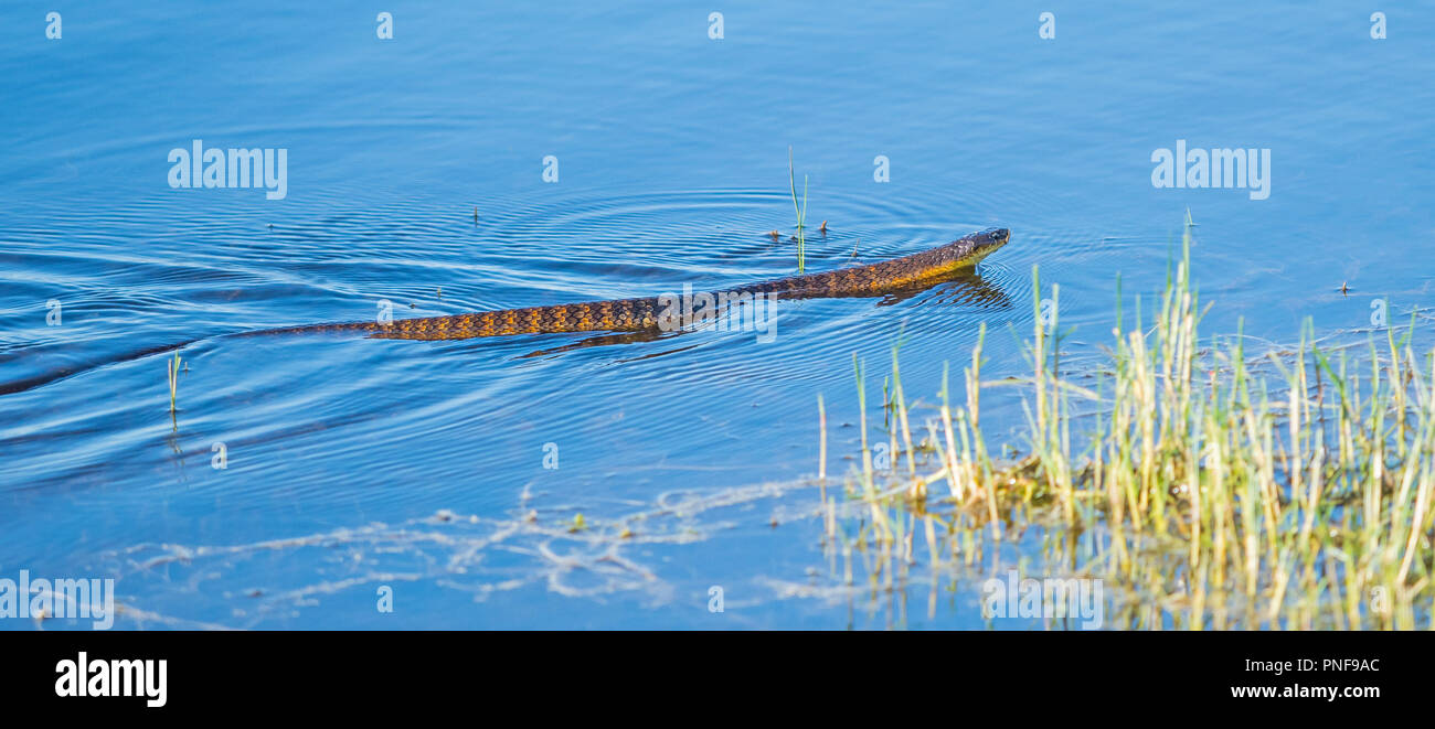 Tiger i serpenti sono altamente velenosi specie di serpente trovato nelle regioni meridionali dell'Australia, questo esempio è a caccia di rane al Lago di pastore in WA. Foto Stock