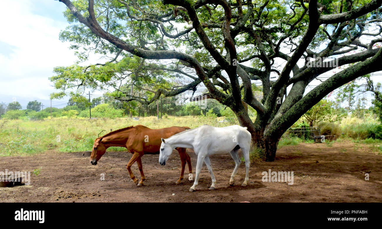 I cavalli delle Hawaii Foto Stock