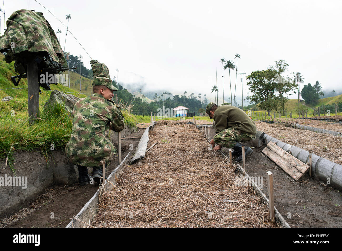 4/10 Photo Essay: coprire il piantato i semi per la protezione. L Esercito Nazionale lavorando su cera piantagione di palme in Cocora Valley, Colombia. 13 Set 2018 Foto Stock