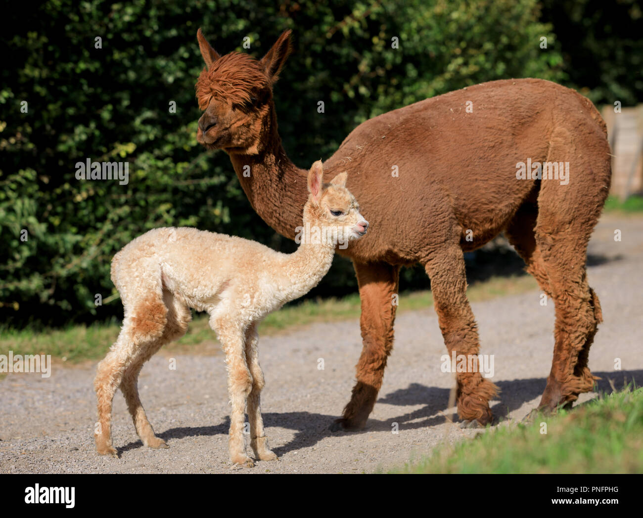 Fattoria Bocketts, Surrey, Regno Unito. Xxi Sett 2018. Un simpatico e soffice alpaca è stato sopportato a Bocketts Farm in Surrey. Un giorno il vecchio cria, ancora di essere chiamato, è raffigurato qui con mamma rovo, tre, il suo primo figlio. L'azienda sarà in esecuzione di un concorso per il nome del nuovo arrivo sui social media. Heavy Rain e venti forti sono impostati per colpire parti delle Isole Britanniche oggi come la variegata meteo dalla tempesta Ali continua. Credito: Oliver Dixon/Alamy Live News Foto Stock