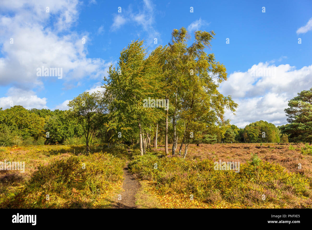 Smart è Heath comune, Mayford, Woking, Surrey, Regno Unito, 21 settembre 2018. Un intrico di latifoglie betulla argento (Betula pendens) alberi con sviluppo di colori autunnali e Heather che fiorisce in brughiera a Smart di Heath, Woking, Surrey sotto un cielo azzurro con soffici nuvole bianche su un inizio di giornata autunnale. Credito: Graham Prentice/Alamy Live News Foto Stock
