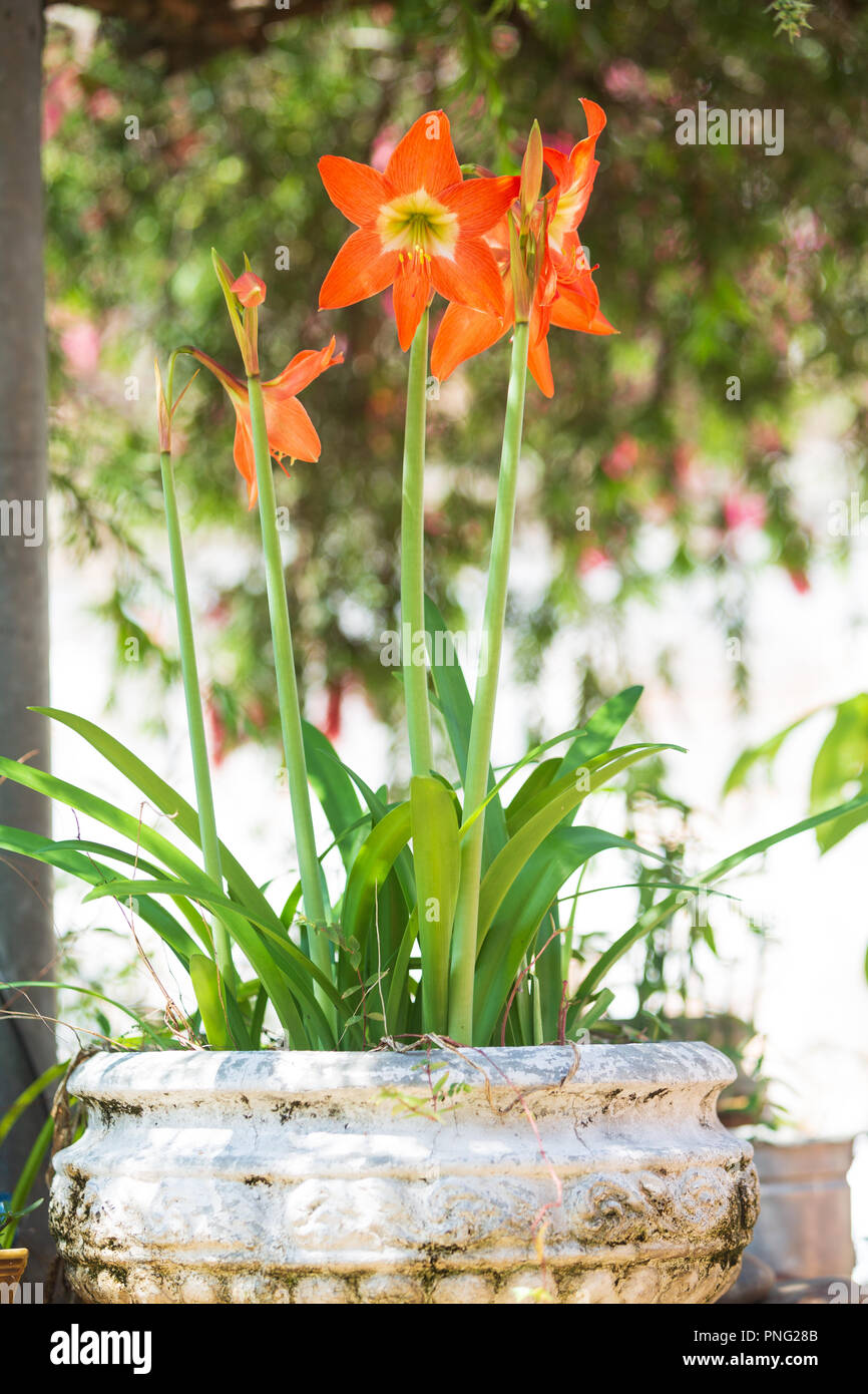 Asuncion in Paraguay. Xxi Sep, 2018. Un giorno caldo e soleggiato in Asuncion con temperature di circa 31°C come amaryllis lily (Hippeastrum puniceum) Fiori arancione in bloom firmare l'arrivo della stagione primaverile. L'equinozio di primavera si svolge domani in Paraguay. Credito: Andre M. Chang/ARDUOPRESS/Alamy Live News Foto Stock