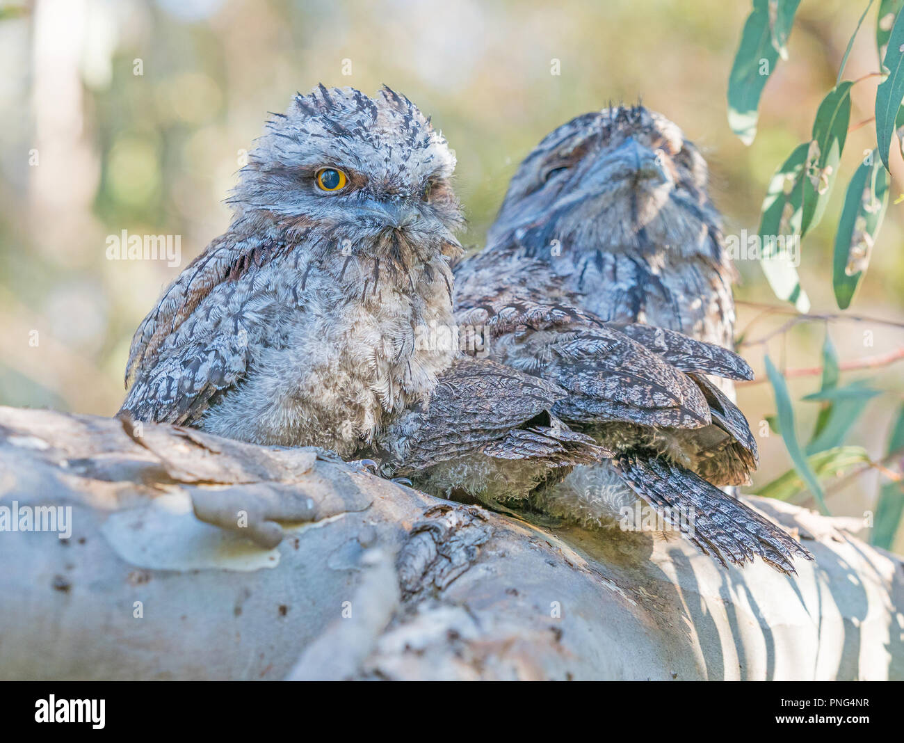 Un giovane Bruno Frogmouth (Podargus strigoides), un iconico Australian specie di frogmouth. Foto Stock
