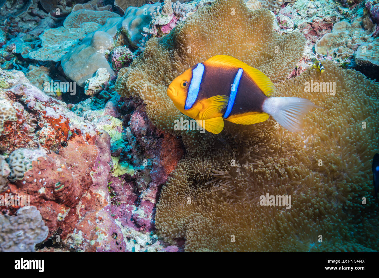 Orangefin anemonefish ( Amphiprion chrysopterus Cuvier, 1830)) su anemone. Isola di Yap Gli Stati Federati di Micronesia Foto Stock