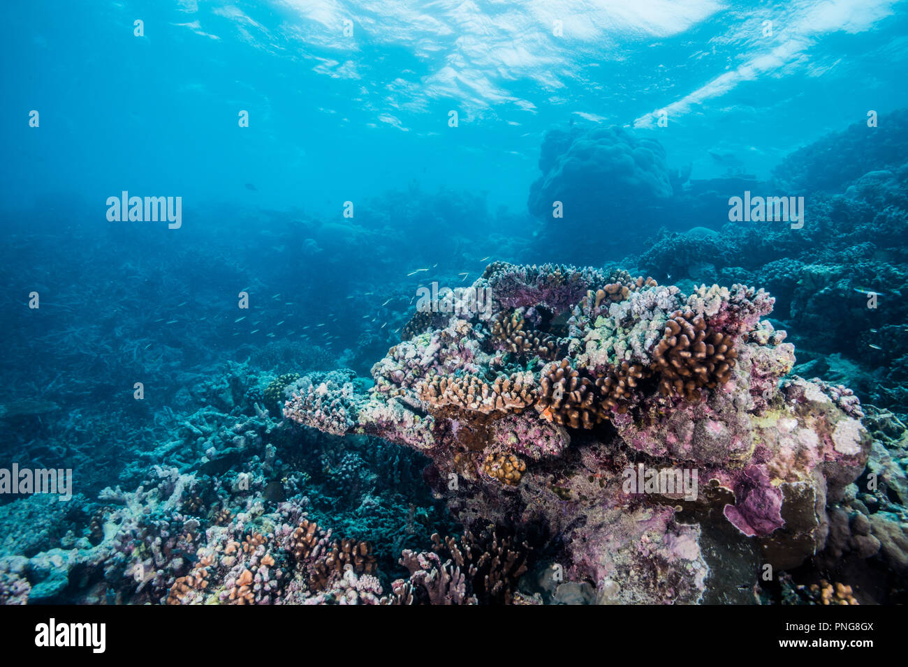 Scena sulla barriera corallina Yap Island Stati Federati di Micronesia Foto Stock