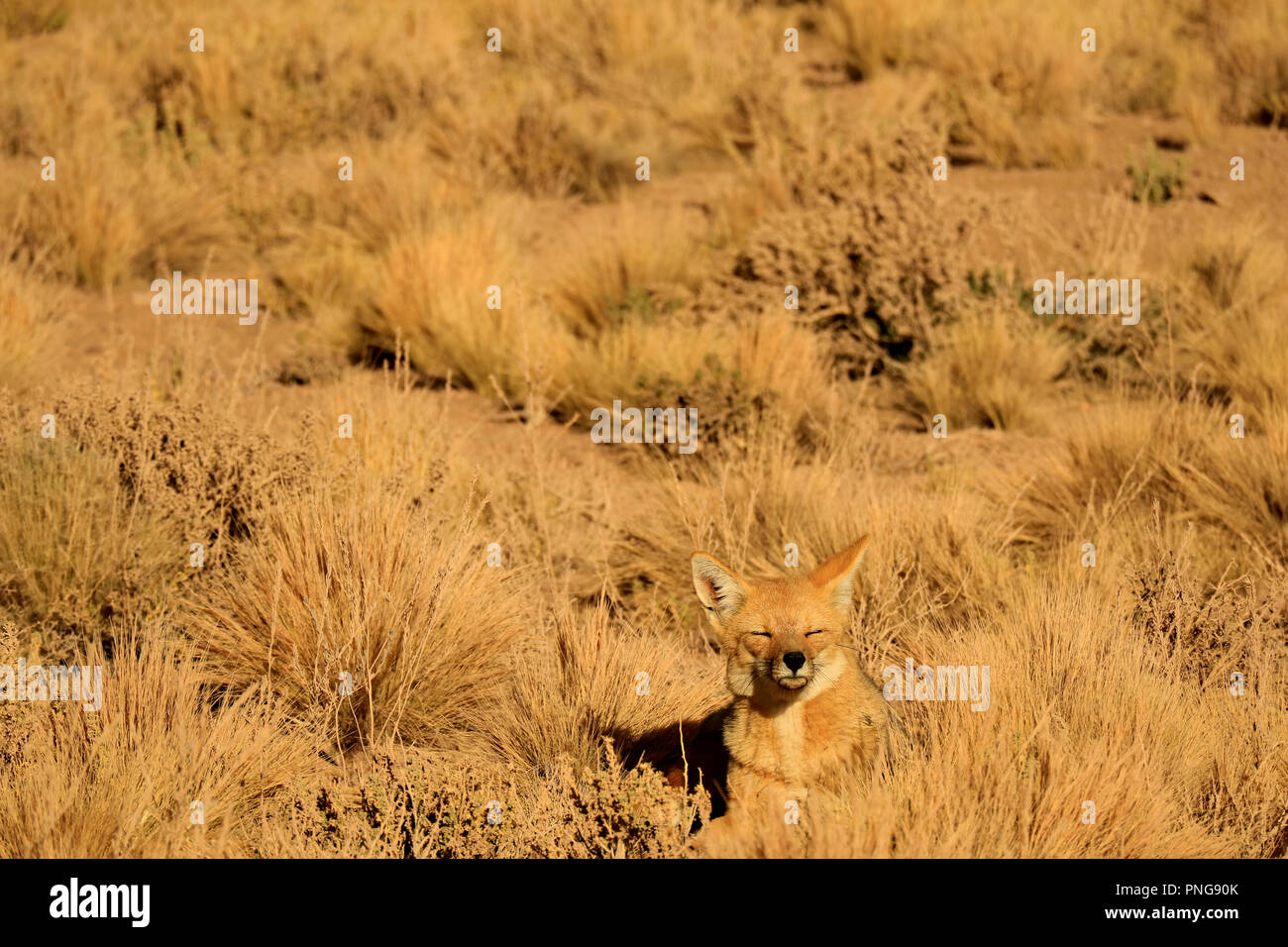 Una sonnolenta Fox Andina a prendere il sole tra deserto campo Brush, il Deserto di Atacama nel Cile settentrionale e America del Sud Foto Stock