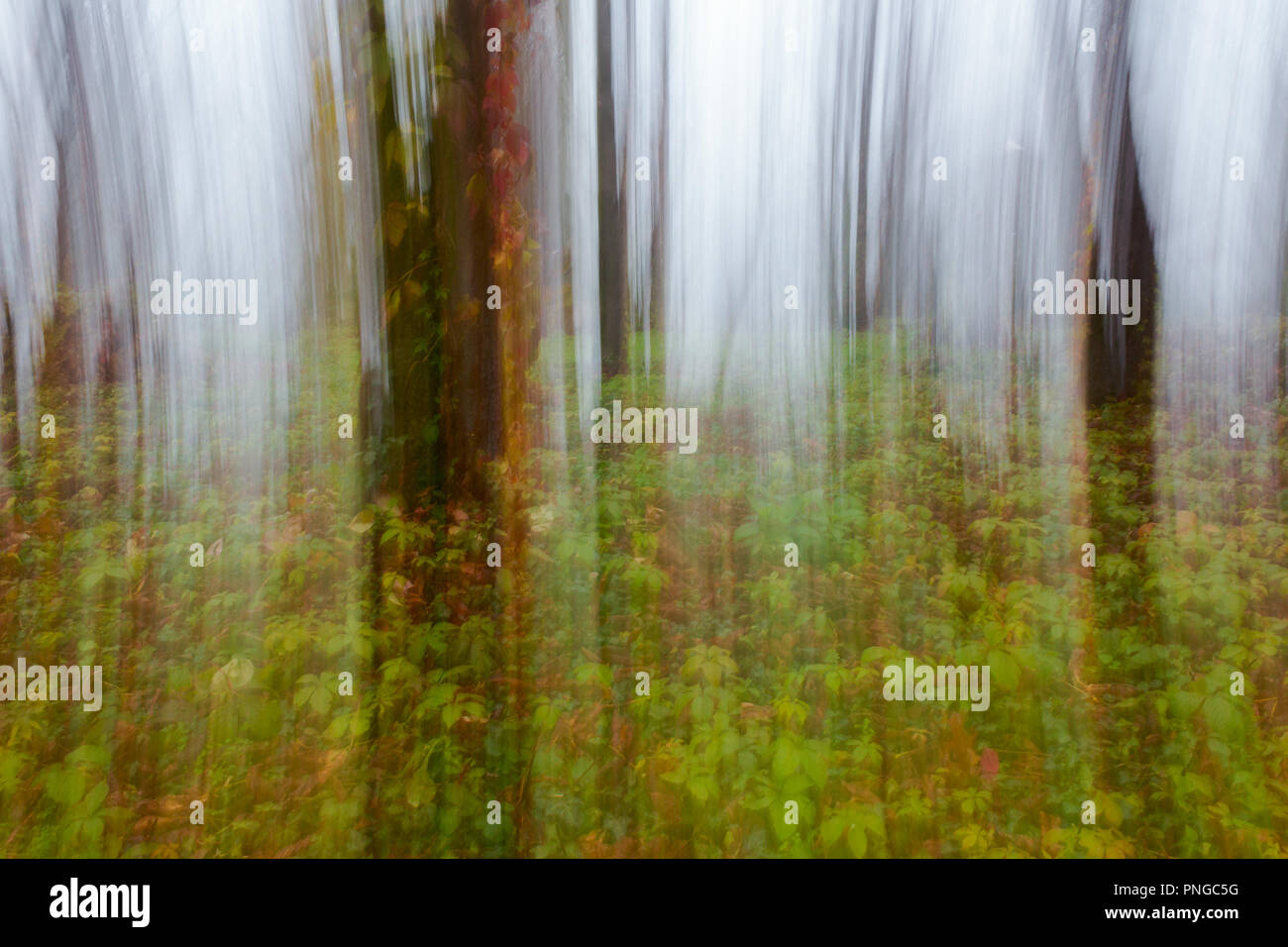 Abstract motion blur di autunno gli alberi forestali nella nebbia Foto Stock
