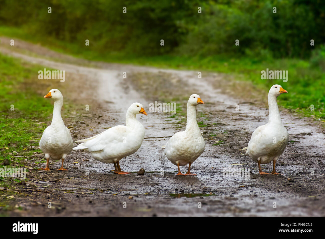 Quattro oche sulla strada del paese. villaggio locale pista appendere fuori. non si scherza con il bianco feathered creature concept Foto Stock