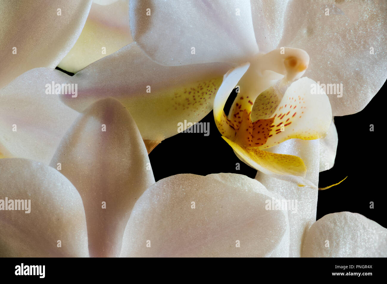 Macro dell'interno di un orchidea bianca con petali gialli Foto Stock