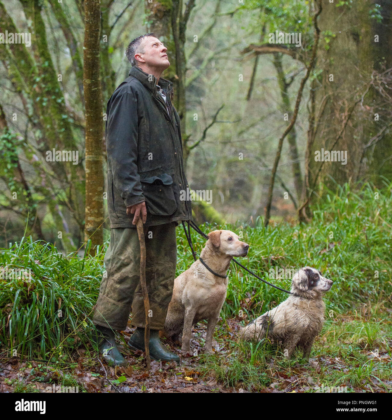 Battitore con labrador e spaniel su uno scivolo Foto Stock
