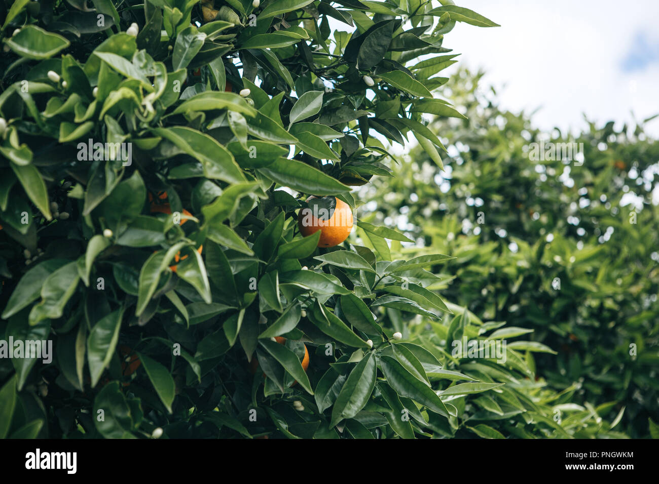 Alberi di arancio con arance su di essi nel giardino contro il cielo blu. Delizioso e sano cibo Foto Stock