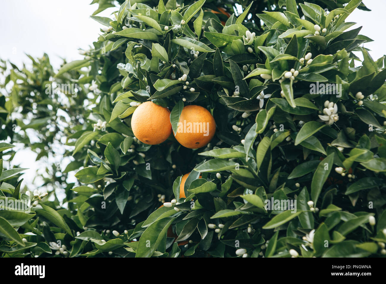Alberi di arancio con arance su di essi nel giardino contro il cielo blu. Delizioso e sano cibo Foto Stock