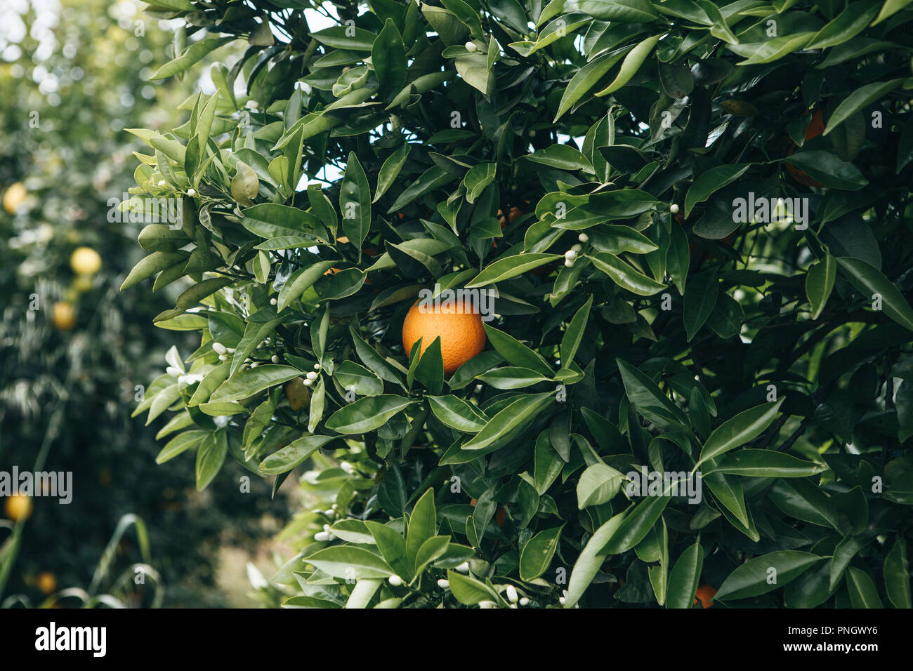 Close-up di alberi di arancio con arance su di essi nel giardino. Delizioso e sano cibo Foto Stock