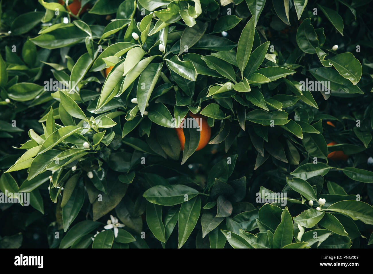 Close-up di alberi di arancio con arance su di essi nel giardino. Delizioso e sano cibo Foto Stock