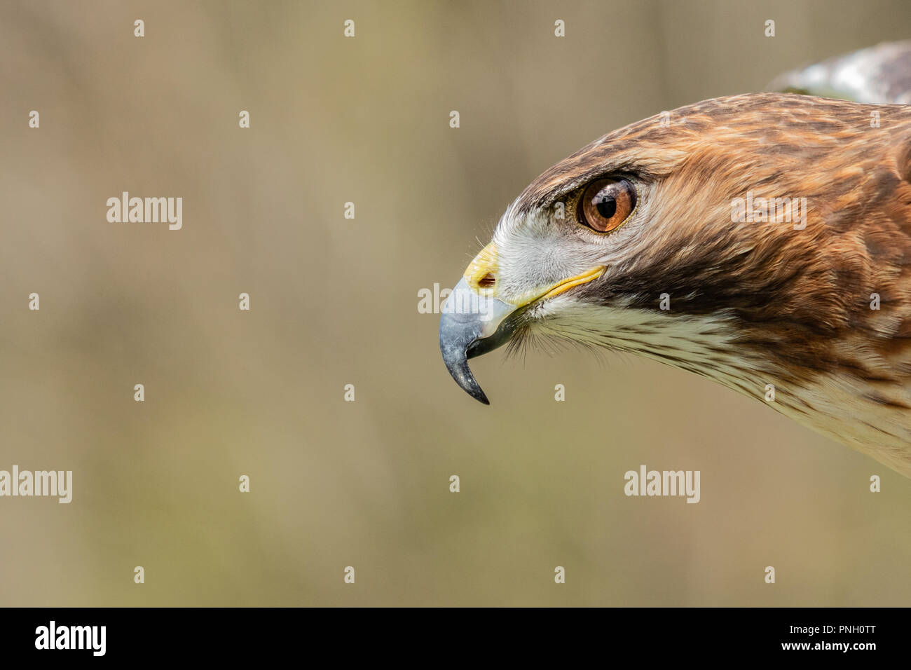 Dettaglio di occhio arancione e iris di un rosso-tailed hawk (Buteo jamaicensis), un uccello da preda che razze in tutta la maggior parte del Nord America. Mattina di sole. Foto Stock