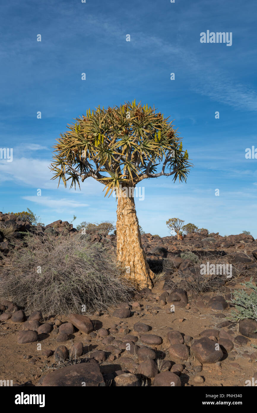Faretra albero o Kocurboom (Aloe dichotoma) è una specie di aloe. La Namibia. Foto Stock