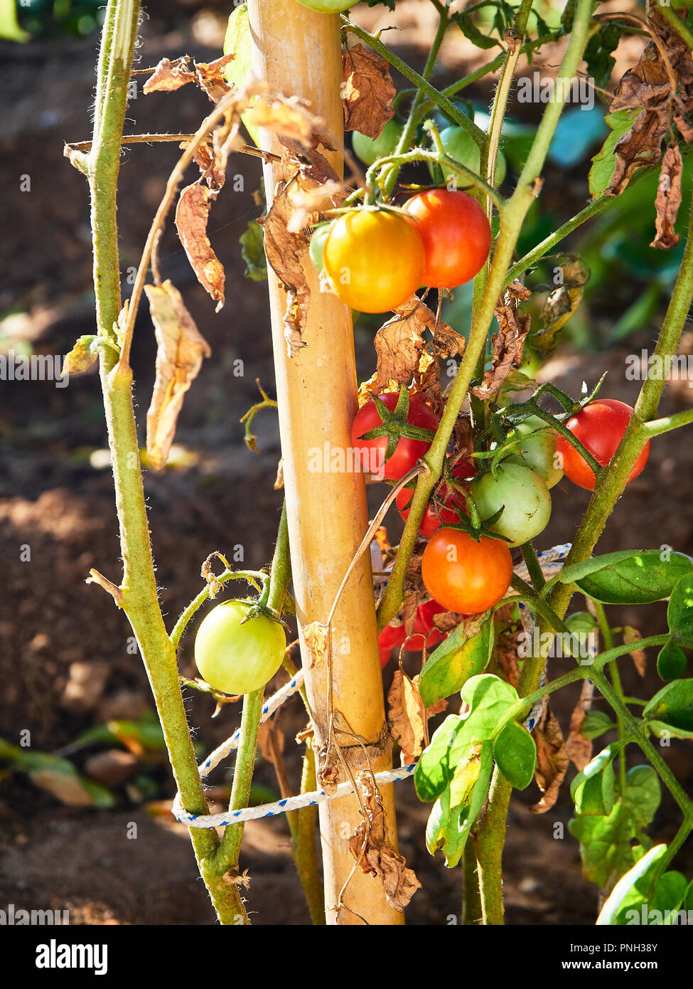 Fresca giovani varietà di pomodori ciliegia sul ramo di albero di pomodoro in una giornata di sole. Foto Stock