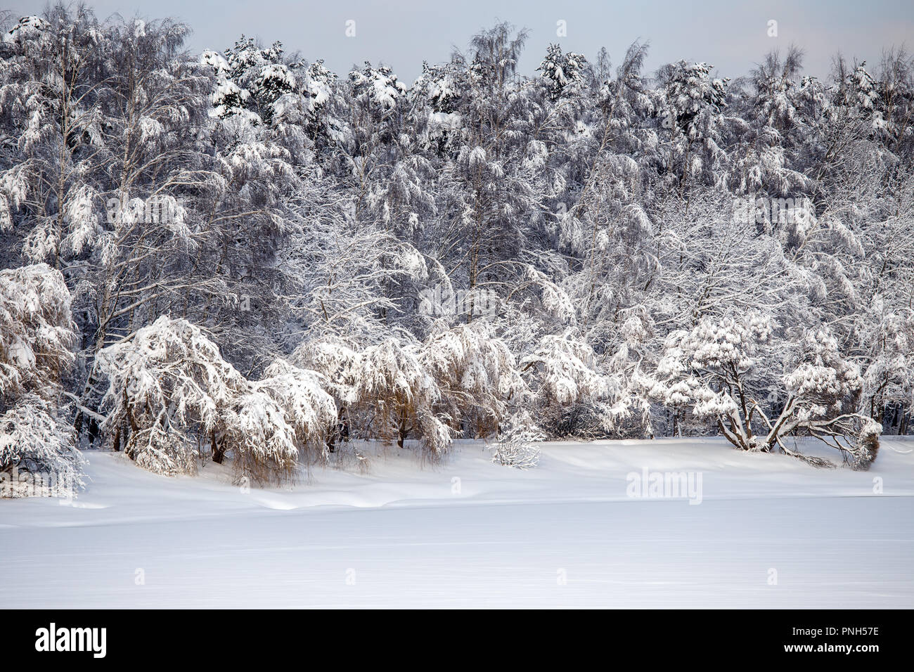 Foto di inverno alberi con la neve e il cielo blu Foto Stock