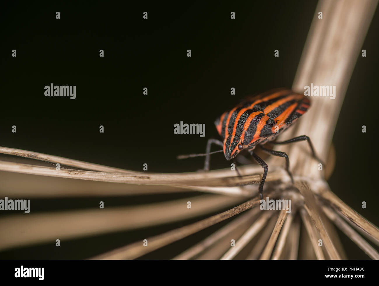 Schermo foderato bug su un impianto Foto Stock
