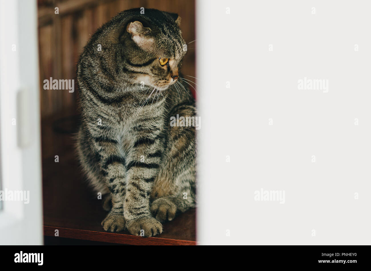 Scottish Fold gatto grigio, orecchie a casa Foto Stock