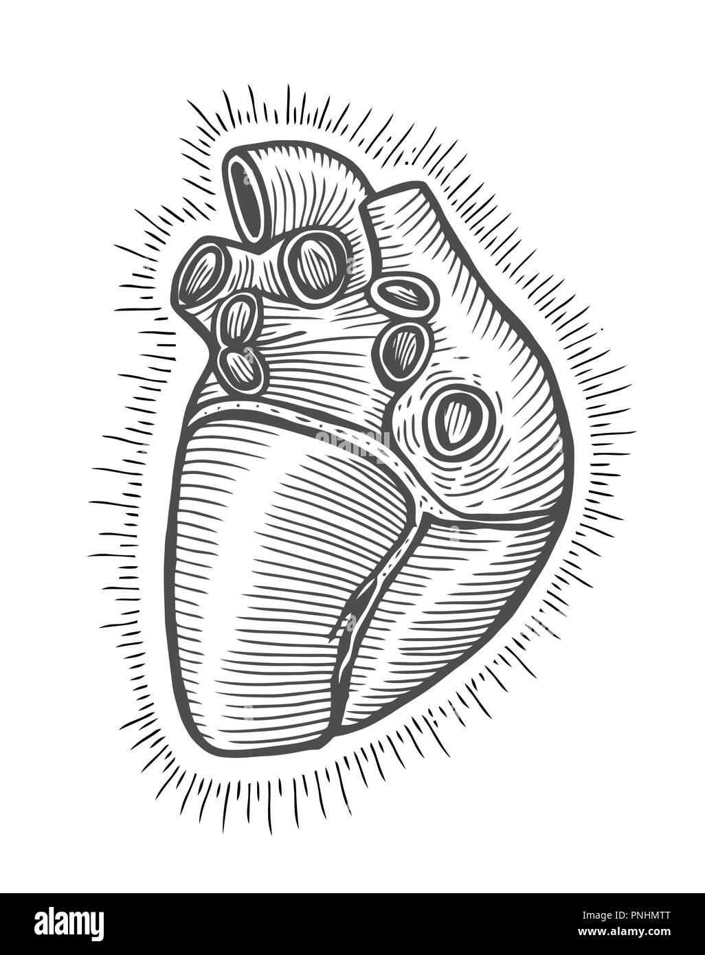 Disegnata a mano illustrazione vettoriale con cuore umano. Utilizzato per creare poster, striscioni, t-shirt, stampa stampa sacchetto, scudetti e logo design Illustrazione Vettoriale