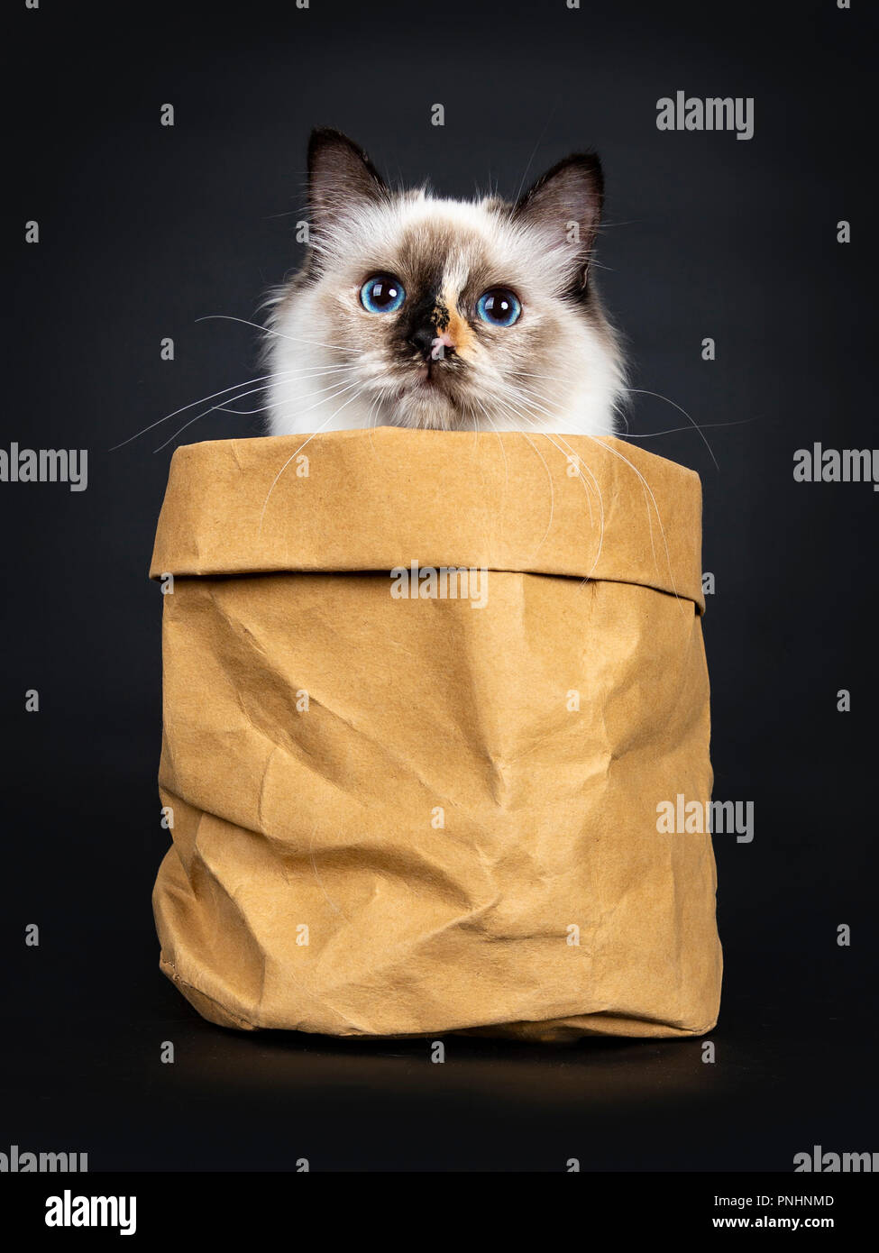 Eccellente giovane tortie Sacred Birman gattino seduto in carta marrone borsa, guardando con occhi blu, isolati su sfondo nero Foto Stock