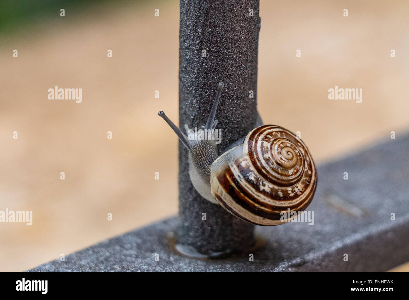 Cornu aspersum, noto come il giardino lumaca, è una specie di lumache di terra. Come tale esso è un terrestrial pulmonate mollusco gasteropode. Giorno di pioggia. Foto Stock