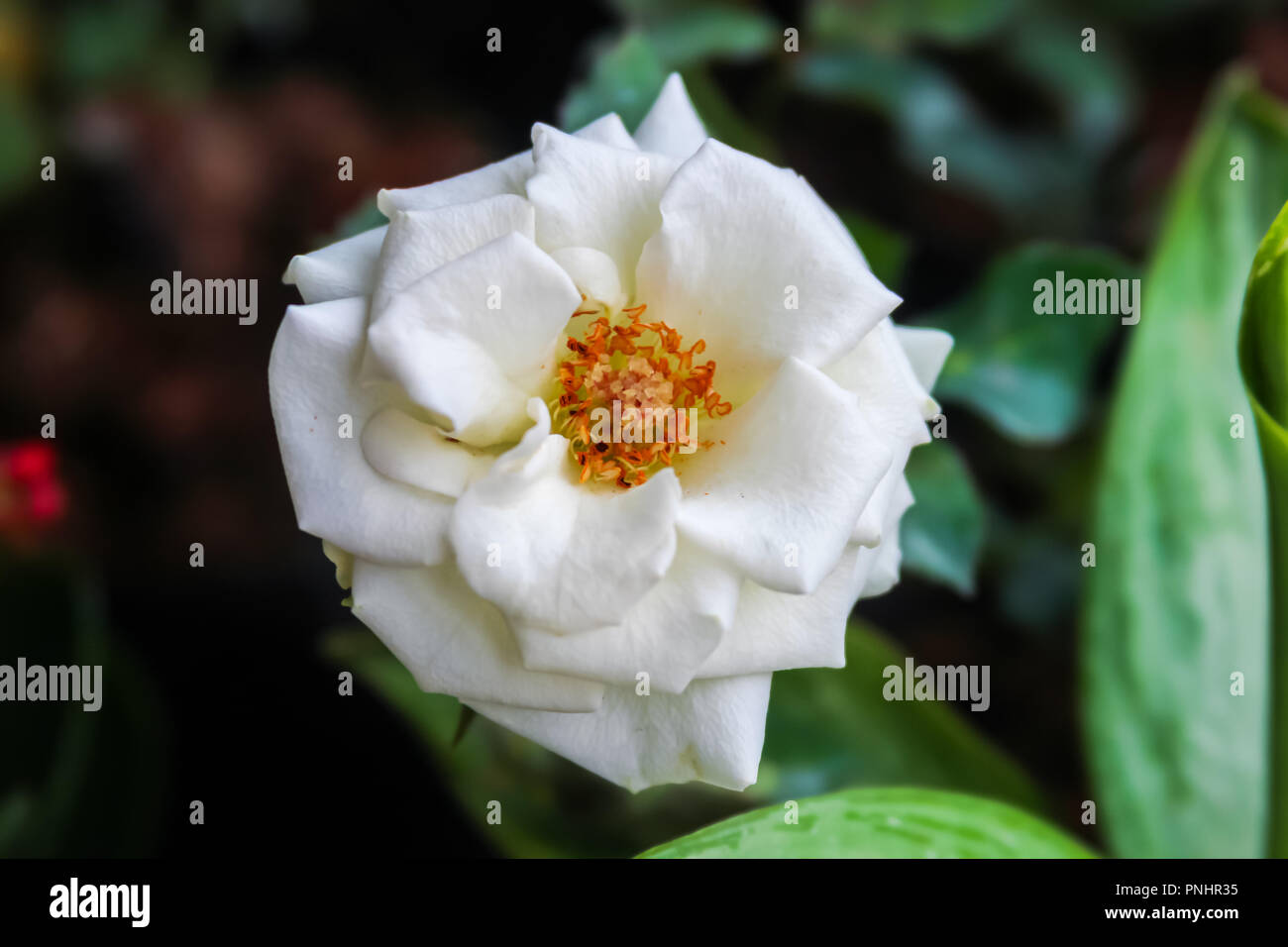 Primo piano di rose bianche in fiore con delicati petali, disposte su uno sfondo nero sfocato, che ne esalta l'eleganza e la bellezza naturale Foto Stock