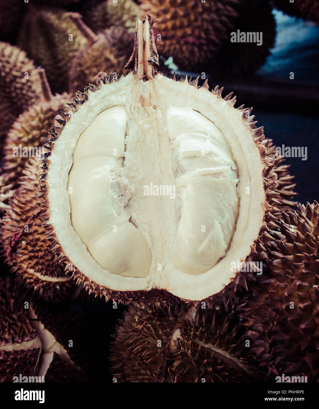 Aperto fresco frutta Durian, con altra frutta Durian come sfondo Foto Stock Aperto fresco frutta Durian, con altra frutta Durian come sfondo Foto Stock
