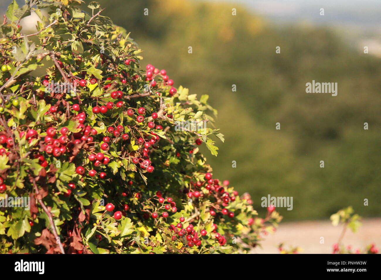 Bacca rossa bush, in campagna, in una giornata autunnale al sole. Foto Stock