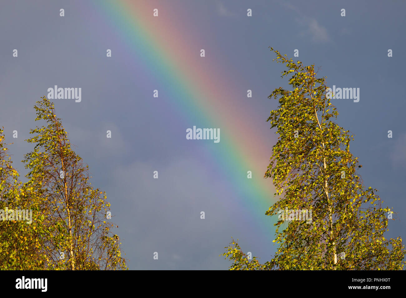 Rainbow e betulla dopo la pioggia la luce solare Foto Stock