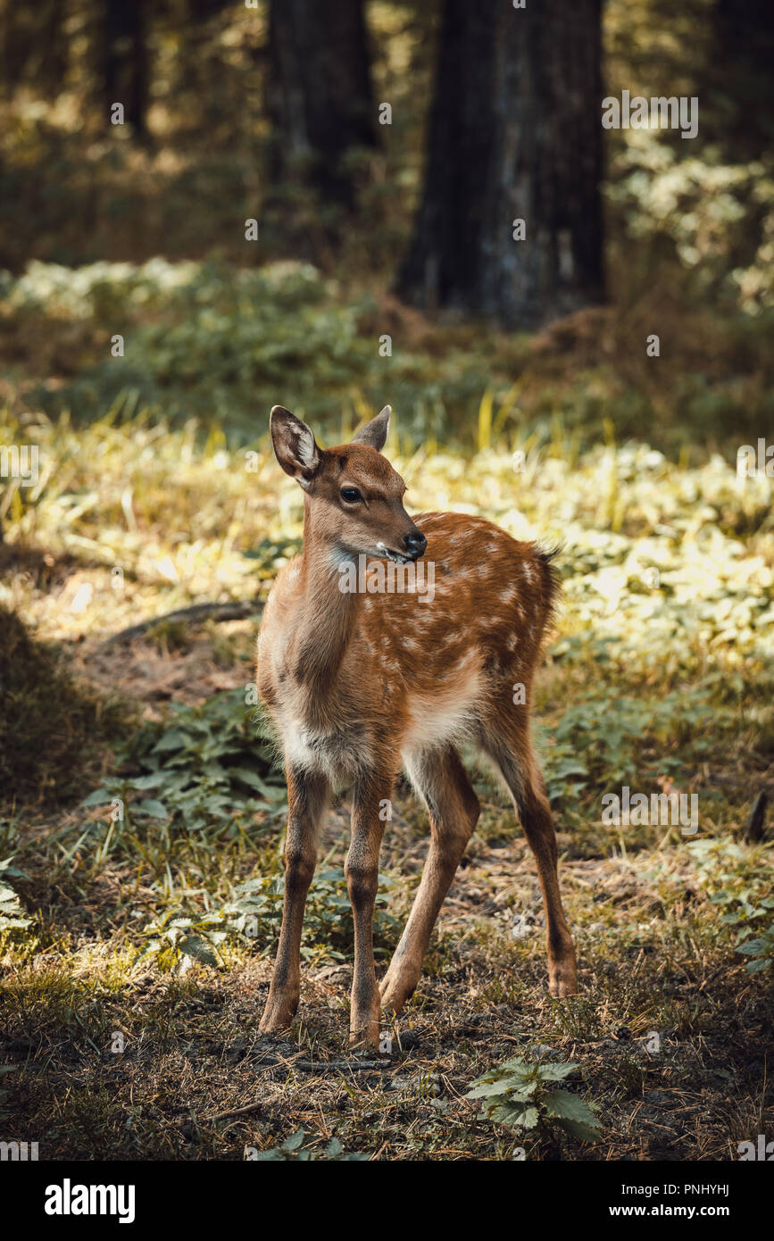 Capriolo ritratto nella foresta Foto Stock
