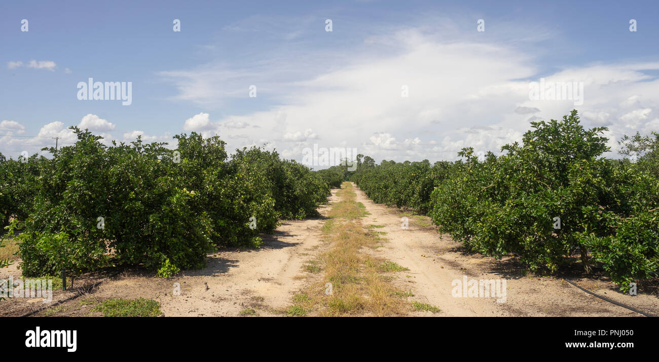 Mature Limette fresche di attendere per il raccolto prendendo il sole sul ramo in un STATI UNITI D'america meridionale del frutteto Foto Stock